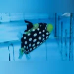 Clown Triggerfish