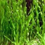 Contortion vallisneria