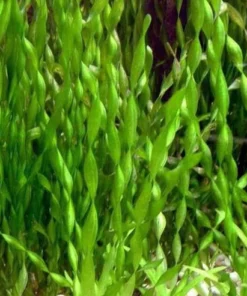 Contortion vallisneria
