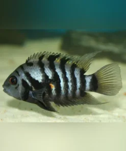 Black Convict Cichlid