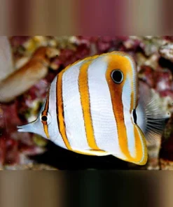 Copperband Butterflyfish