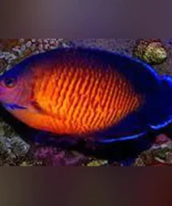 Coral Beauty Angelfish