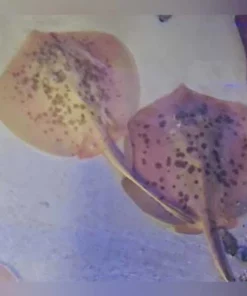 Cortex Stingray