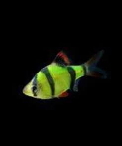 Electric Green Glofish Barb
