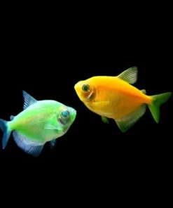 Cosmic Green Glofish Tetra