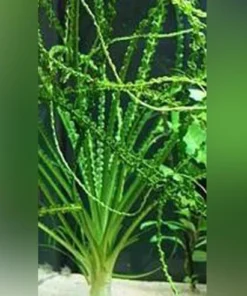 Crinum Calamistratum