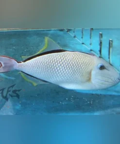 Crosshatch Triggerfish Male