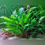 Cryptocoryne lutea