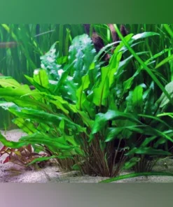 Cryptocoryne Wendtii Green Potted