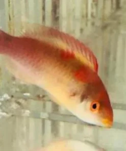 Debelius Wrasse