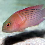 Dampiera Grouper