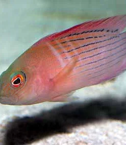 Dampiera Grouper