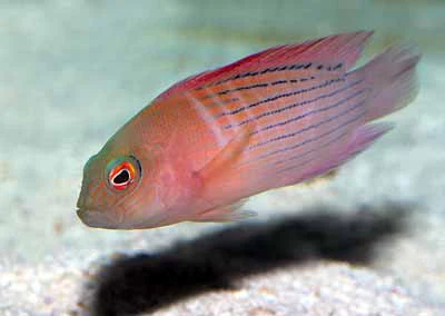 Dampiera Grouper
