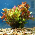 Deep Red Broad Leaf Ludwigia