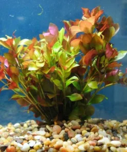 Deep Red Broad Leaf Ludwigia
