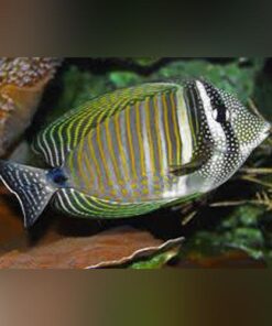 Desjardini Sailfin Tang
