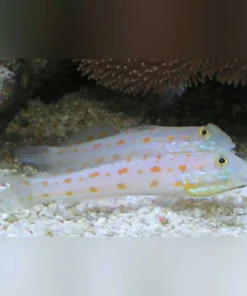 Diamond Watchman Goby