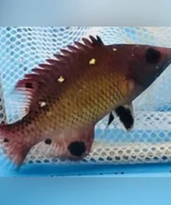 Diana Hogfish