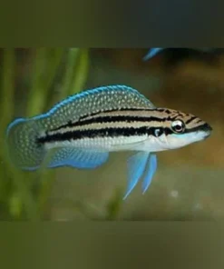 Julidochromis Dickfeldi Cichlid