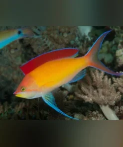 Evansi Anthias