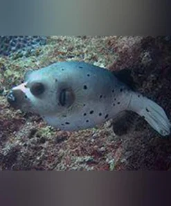 Dogface Puffer