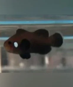 Domino Clownfish
