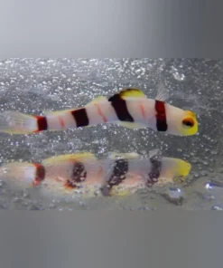 Dracula Goby
