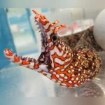 Japanese Dragon Eel