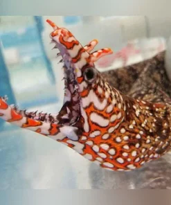 Japanese Dragon Eel