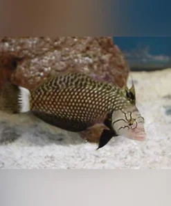 Alternative view of Dragon Wrasse