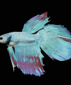 Dragonscale Betta, Male
