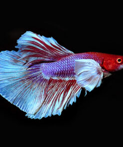 Dumbo Halfmoon Betta, Male