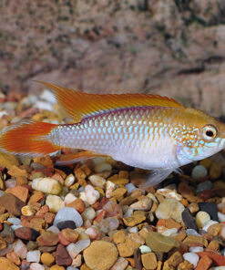 Dwarf Agassizii Golden Cichlid