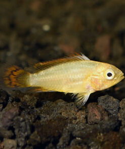 Dwarf Cockatoo Cichlid - Orange Flash