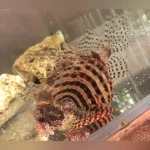Dwarf Fuzzy Lionfish