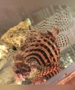 Dwarf Fuzzy Lionfish