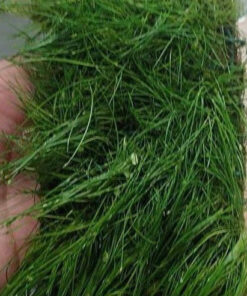 Dwarf Hairgrass Potted
