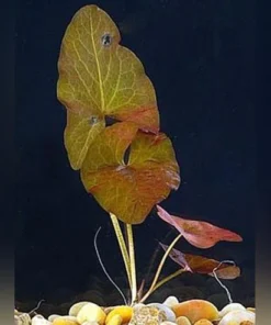Dwarf Lily Bulb