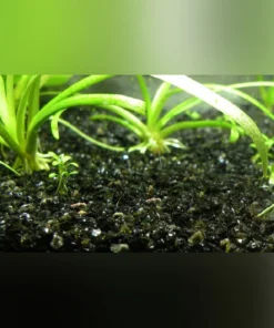 Dwarf Sagittaria