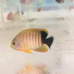 Eibli Angelfish 