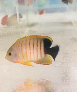 Eibli Angelfish 