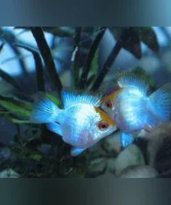 Electric Blue Balloon Ram
