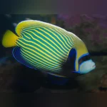 Emperor Angelfish (Juvenile)