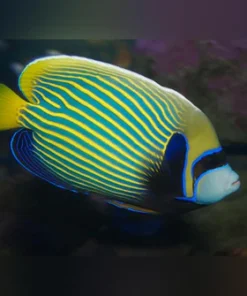 Emperor Angelfish (Juvenile)