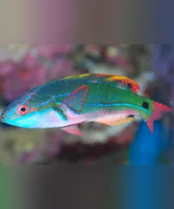 Exquisite Fairy Wrasse