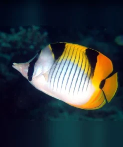 Falcula Butterflyfish