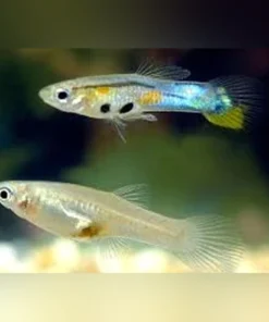 Feeder Guppies (50 pack)