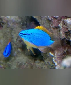 Blue Fiji Devil Damselfish