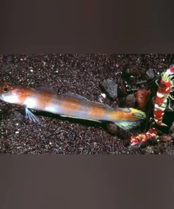 Flagtail Goby
