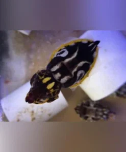 Flamboyant Cuttlefish 